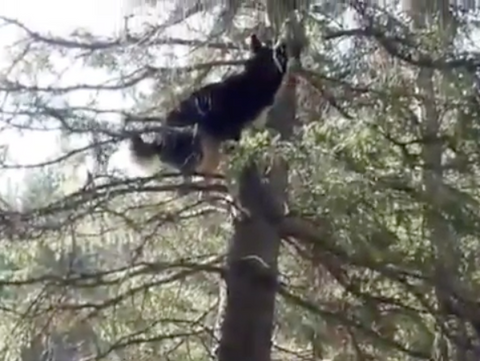 Crazy Husky Chases Squirrel 100ft+ Up a Tree! [Unbelievable Video]