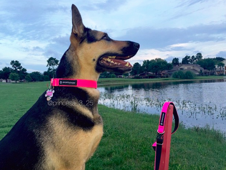 Not All Dog Collars Were Created Equal [SCROLL DOWN FOR DISCOUNT CODE]