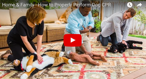 How To Perform CPR on Your Pet [VIDEO]