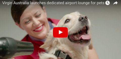 Virgin Australia To Launch 'Pet Lounge' This Year [PROMO VIDEO]