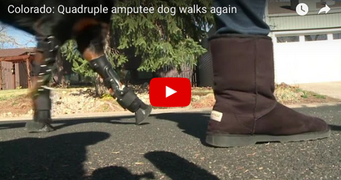 Rottweiler Can Walk Again Due to Prosthetic Limbs [NEWS]