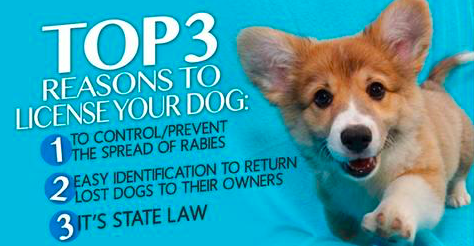 Dog Licensing:  What You Need to Know! [INFO]