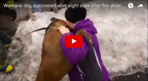 Firefighters Save Rescue Dog With .... Pizza! [NEWS STORY]