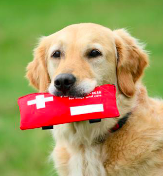 Keeping Your Pets Safe From Poison: Items To Be Aware Of