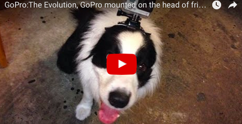 Super Athlete Alert! GoPro Frisbee Dog [VIDEO]