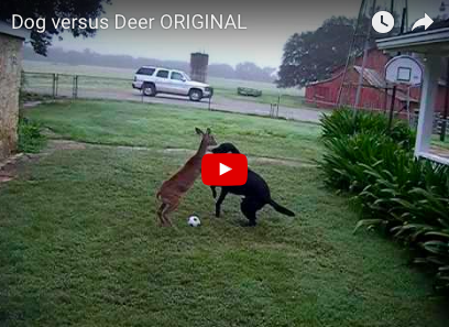 Dog Playing Ball With Deer! [VIDEO]