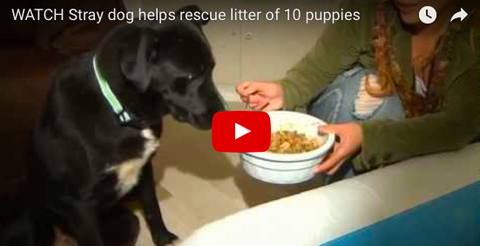 Awesome Story: Rescued Pup Leads Rescuers to 11 Other Abandoned Dogs