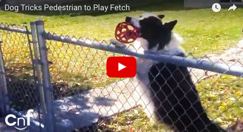 Dog Outsmarts Stranger Into Playing Fetch [VIDEO]