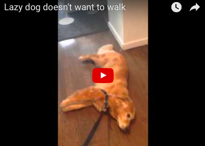 Dog Doesn't Want to Go For a Walk - He's Over it! [VIDEO]