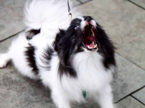 5 Ways To Prevent Your Dog From Being That Yappy Barking Dog