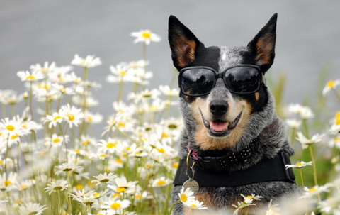 10 Instagram Accounts Every Dog Person-Owner-Lover Should Follow