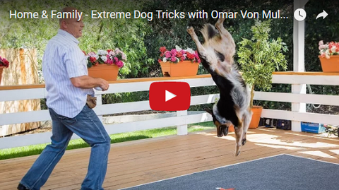 Hollywood Movie Dog Trainer Is a True PAWfessional [VIDEO]