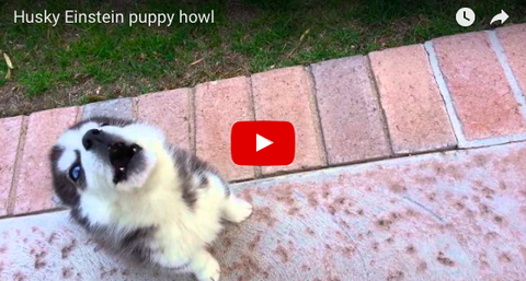 Husky Puppy's Heartwarming Howl [VIDEO: 6 SECONDS]