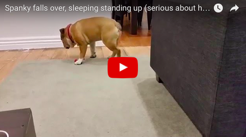 Spanky The Bulldog Falls Asleep Standing Up [VIDEO]