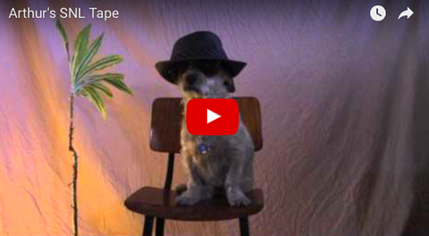 Your Next SNL Host Could Be A Dog ... This Dog [FUNNY VIDEO]