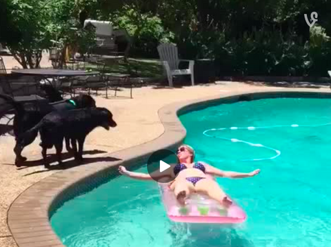 Dog-Shark Attacks Lady Swimming in Pool! [VIDEO]
