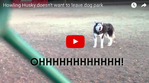 Husky Clearly Doesn't Want To Leave Dog Park [VIDEO]