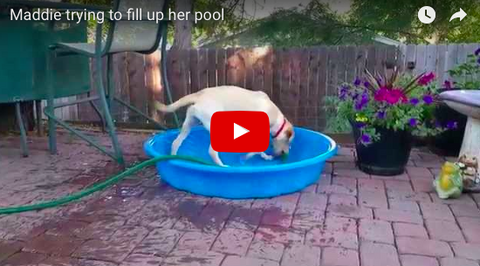 Dog Attempts To Fill The Pool On Her Own [VIDEO]