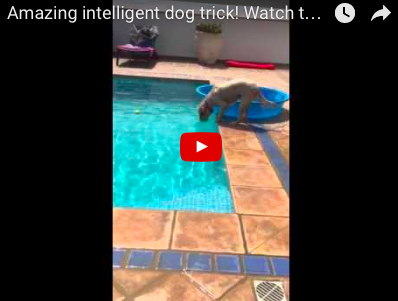 Genius Dog Implores Amazing Strategy To Rescue Tennis Ball [VIDEO]