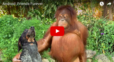 Samsung's Friends Furever Commercial Will Warm Your Heart [VIDEO]