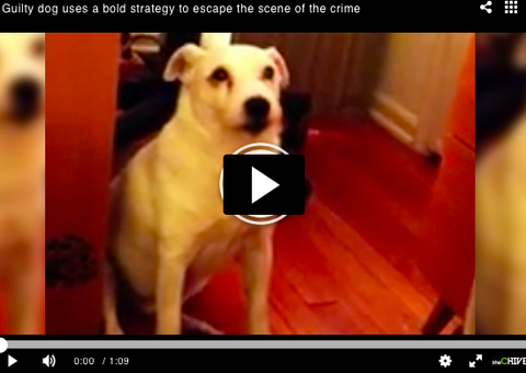 Guilty Dog Pulls Hilarious Move! [FUNNY VIDEO]