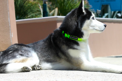 Collar Vs. Harness: What's Best For Your Dog?