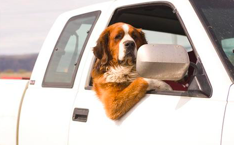 Driving With Your Dog in the Carpool Lane - Legal or Not? [INFO]