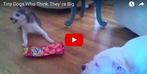The Biggest of the Smallest Dogs [VIDEO Compilation]