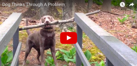 Dog Sees Problem, Then Finds Solution [VIDEO]