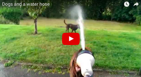 Dogs Go Crazy Over Water Hose [VIDEO]