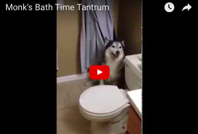Defiant Husky Throws Hilarious Pre-Bath Temper Tantrum! [FUNNY VIDEO]
