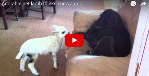 Baby Lamb Wants To Play With Dog Who Just Isn't Interested [VIDEO]