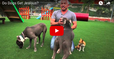 Do Dogs Get Jealous? [VIDEO w/ Cesar Millan]