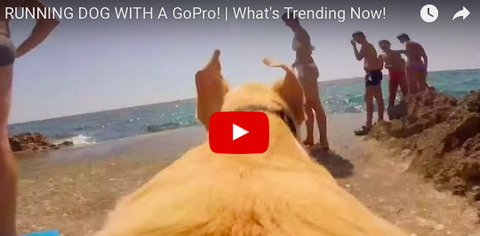GoPro'ing Your Pooch [VIDEO]