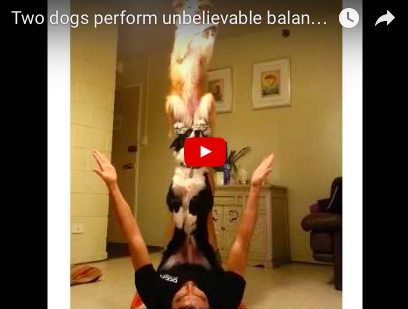Dogs And Dog Owner Perform Amazing Balancing Trick [VIDEO]