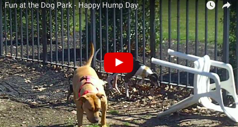 This Dog Loves Hump Day and Isn't Afraid to Show It! [FUNNY VIDEO]