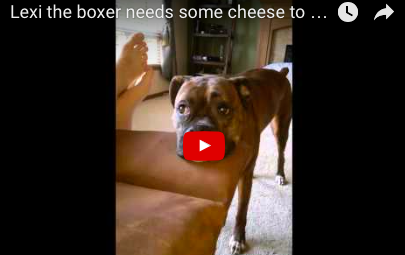 Lexi The Boxer Whining For Attention [FUNNY VIDEO]