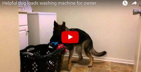 German Shepherd Loads Washing Machine [VIDEO]