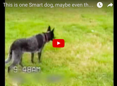 The Most Disciplined Dog on the Internet [VIDEO]