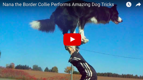 Nana the Border Collie Doing Tricks Will Impress You [VIDEO]