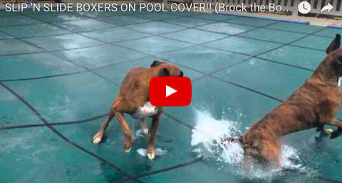 Boxers Can't Get Enough of Pool Cover Play Time [VIDEO]