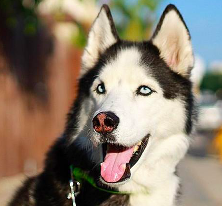 A 10th Birthday Homage to Griffey: The Husky Who Inspired SportLeash [GALLERY]