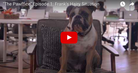The Pawffice - Episode 1, Franks Hairy Situation [VIDEO]