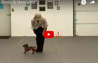 Human and Doxie Dog Are Awesome Dancing Duo [VIDEO]