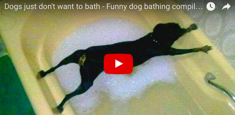 These Dogs Have No Desire To Take a Bath [VIDEO COMPILATION]