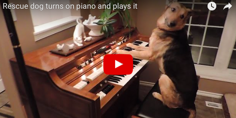 Piano Playing Pooch is Incredible! [VIDEO]