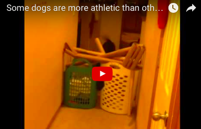 Some Dogs Are More Athletic Than Others [VIDEO]