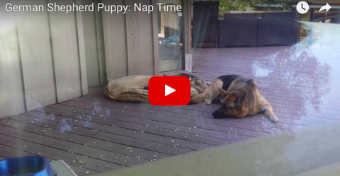 German Shepherd Puppy Gets Put in Place By Mama [VIDEO]