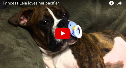 Adorable Boxer Snores With Pacifier [VIDEO]