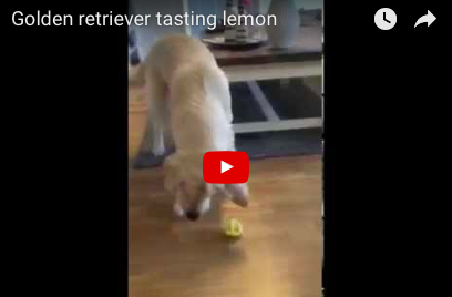 Golden Retriever Tasting a Lemon Video is Worth 25 Secs of Your Day [FUNNY VIDEO]